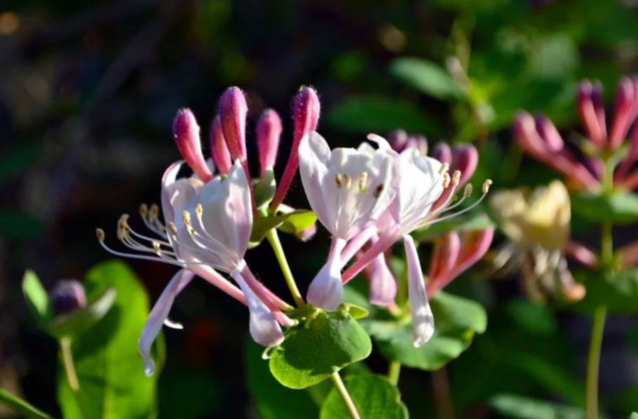 Жимолость каприфоль бельгика селект