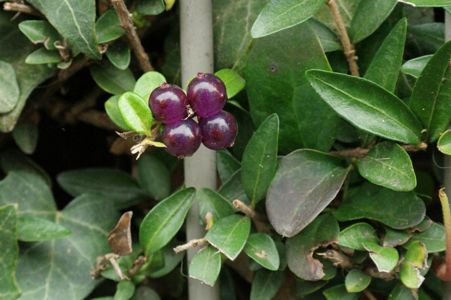 Lonicera nitida