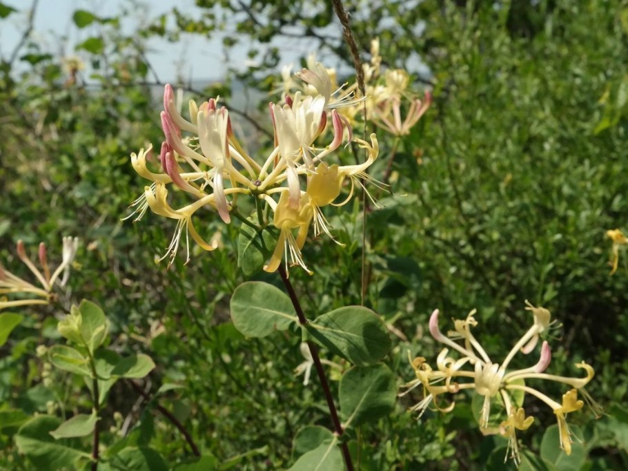 Жимолость тосканская (Lonicera Etrusca)