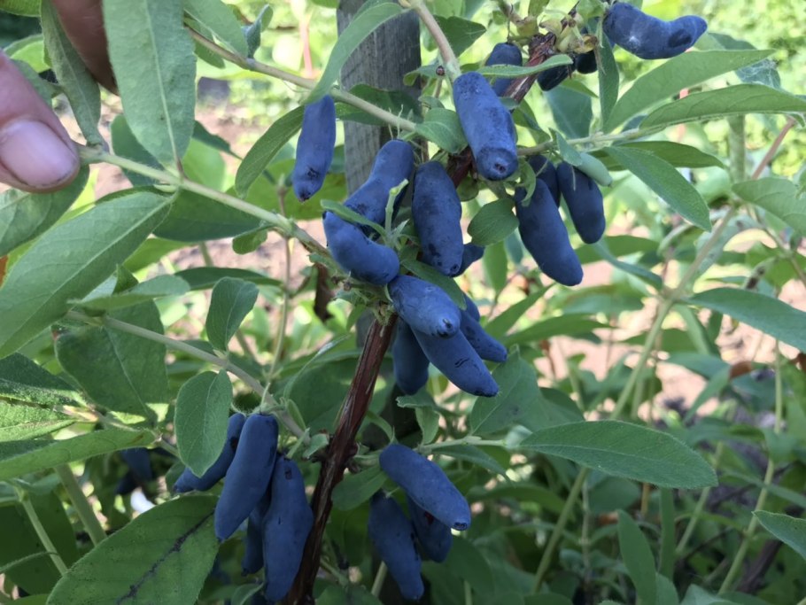 Жимолость голубое веретено