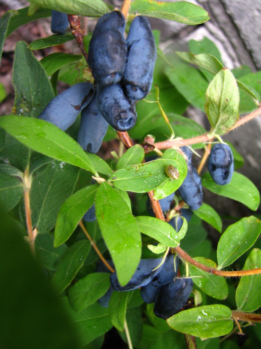 Жимолость Авача