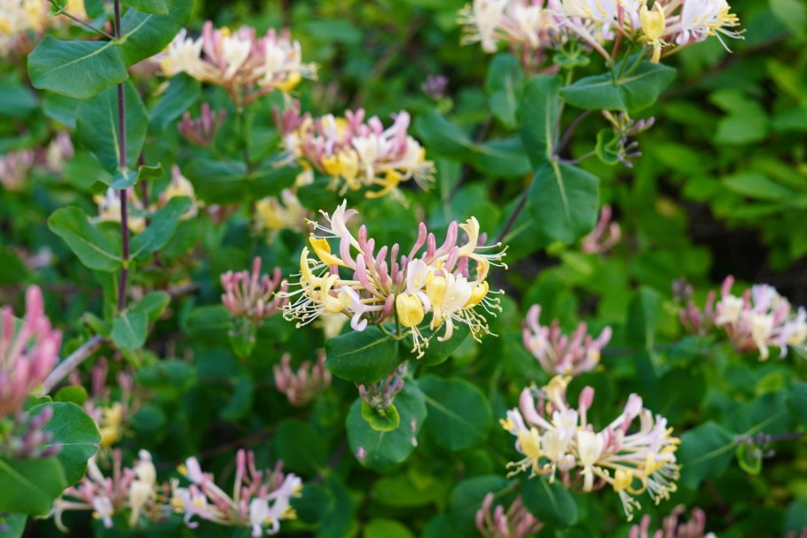 Жимолость Этрусская цветение