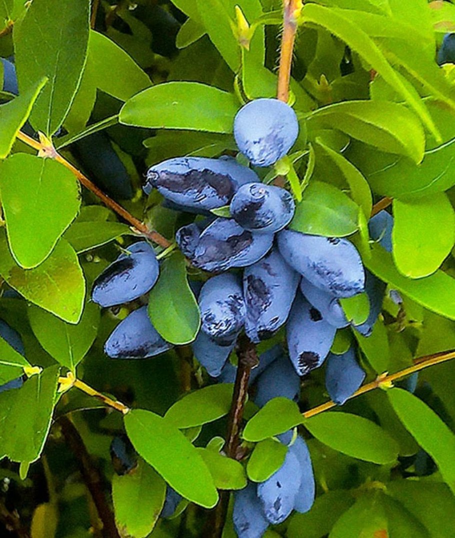 Жимолость бажовская