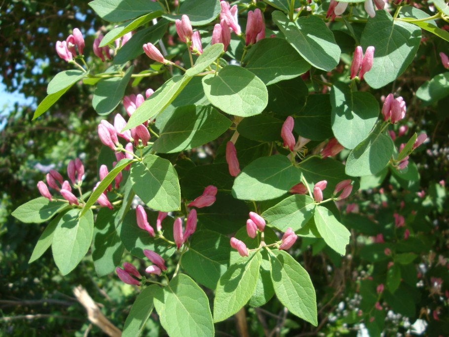 Жимолость съедобная (Lonicera edulis)