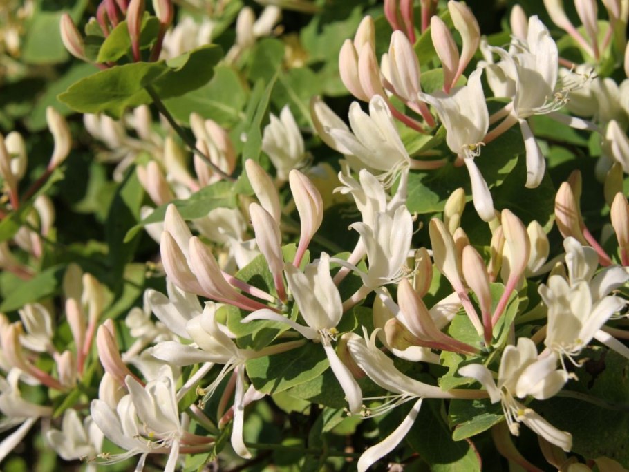 Жимолость Королькова zabelii