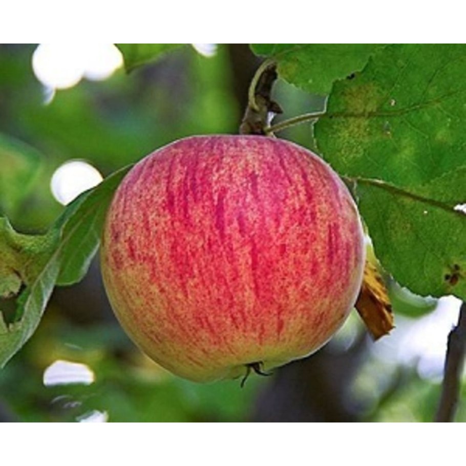 Яблоня коричное полосатое