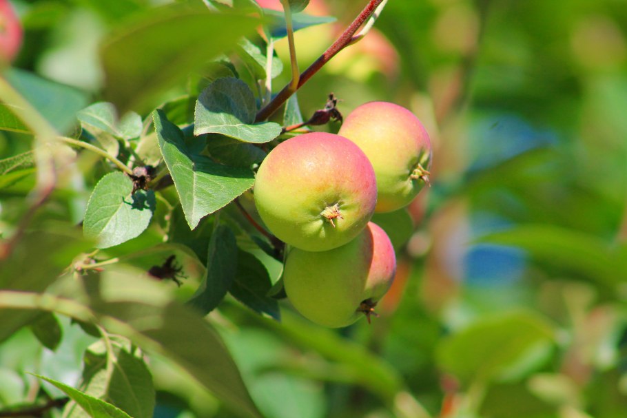 Яблоня Марат Бусурин