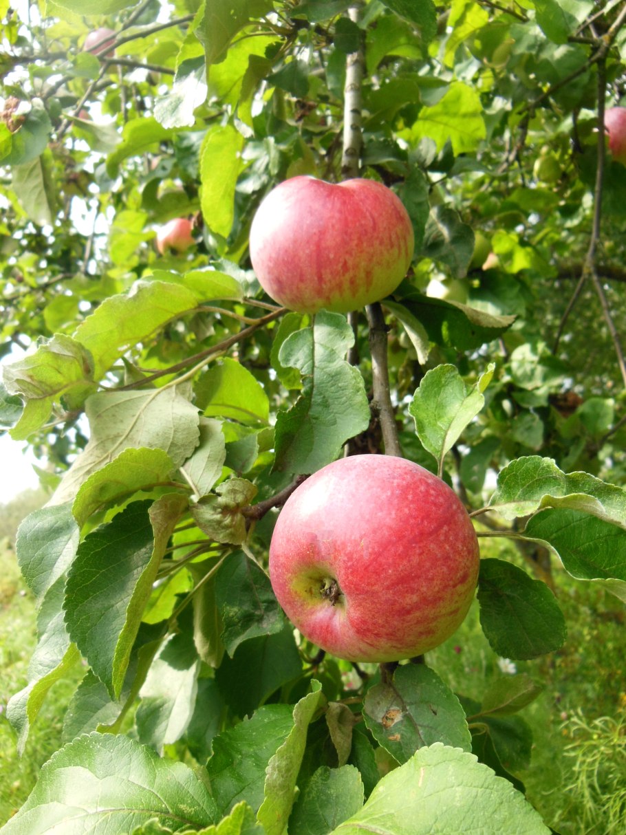 Яблоко с ячейкой для фото