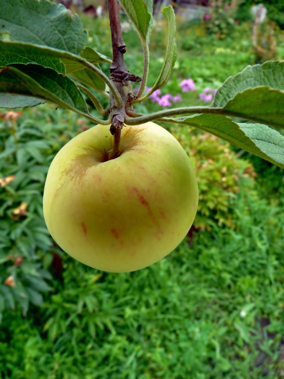 Яблоня коричная