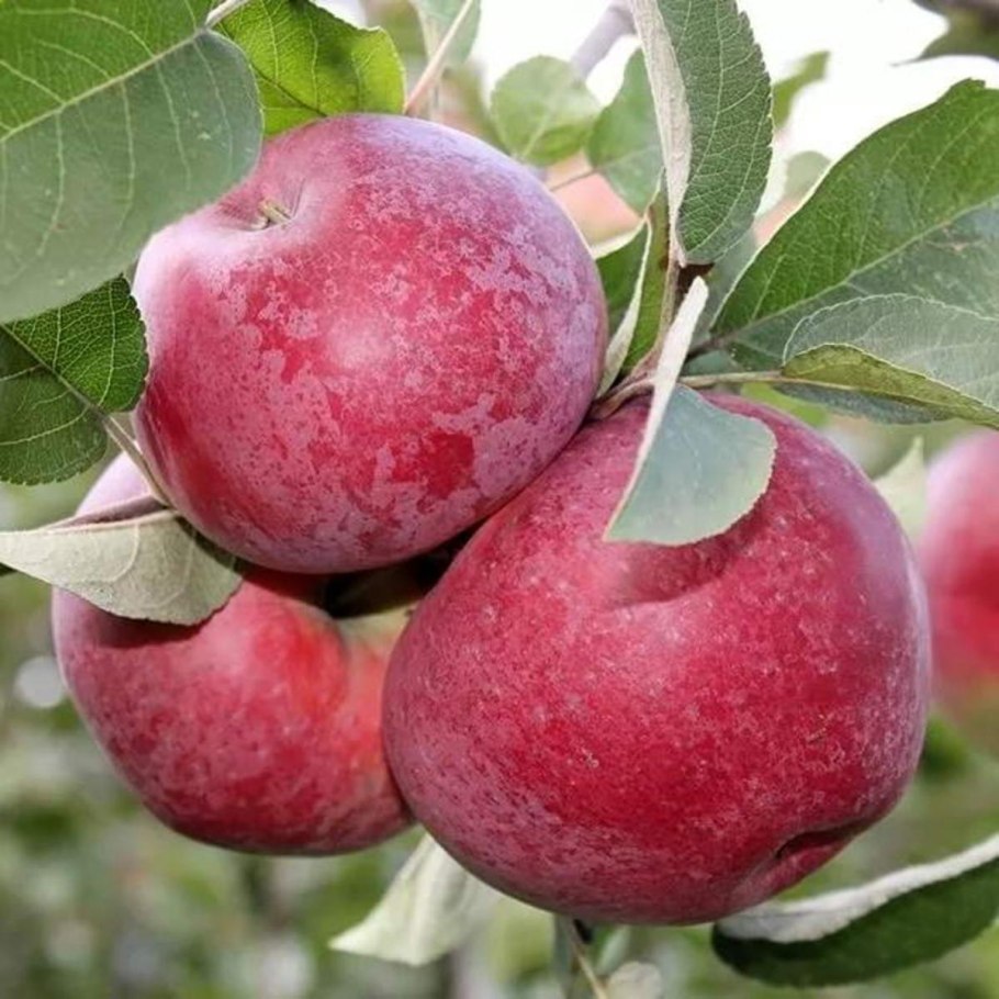 Сорт яблони лобо