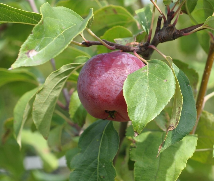 Яблоня колонновидная червонец