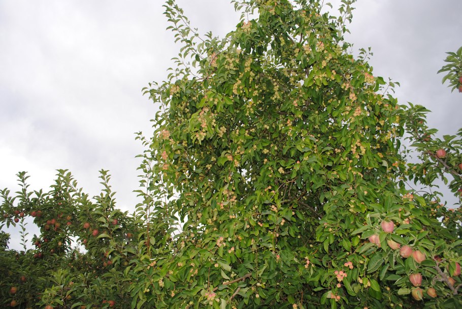 Яблоня бурая Приречная
