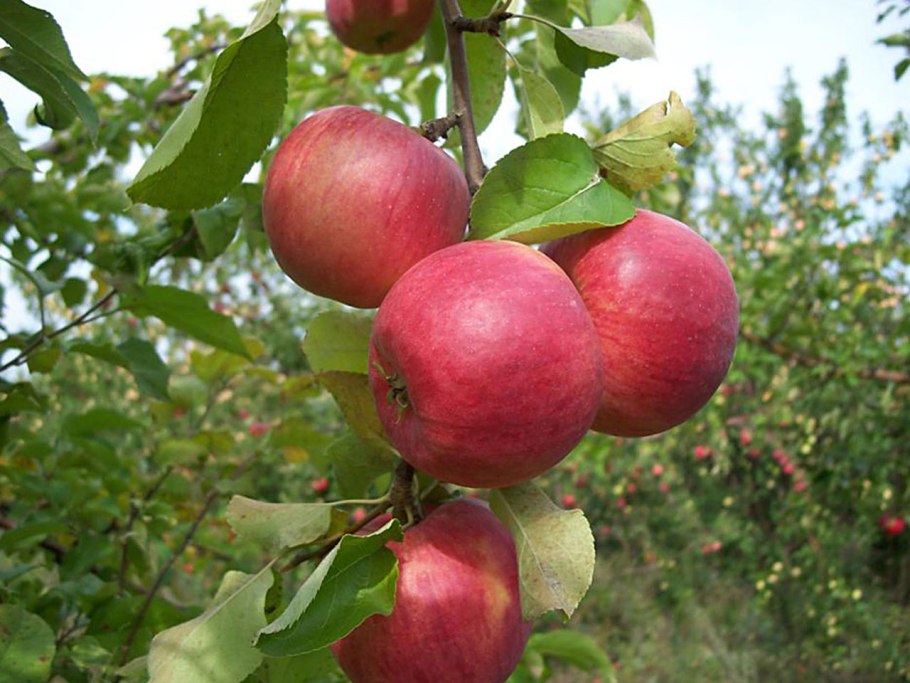 Саженцы яблоня жигулевское