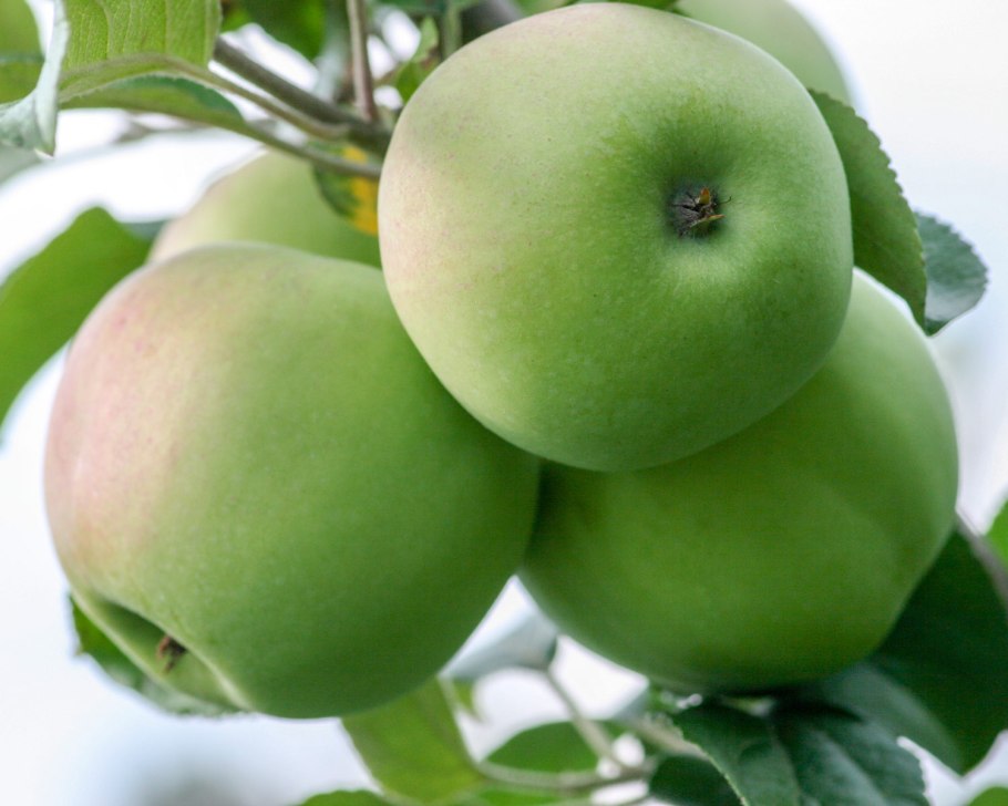 Яблоня Штрейфлинг