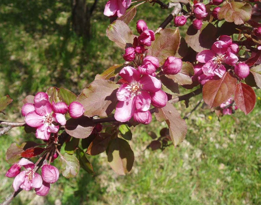 Яблоня Керри китайка