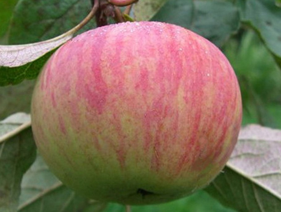 Яблоня осеннее полосатое