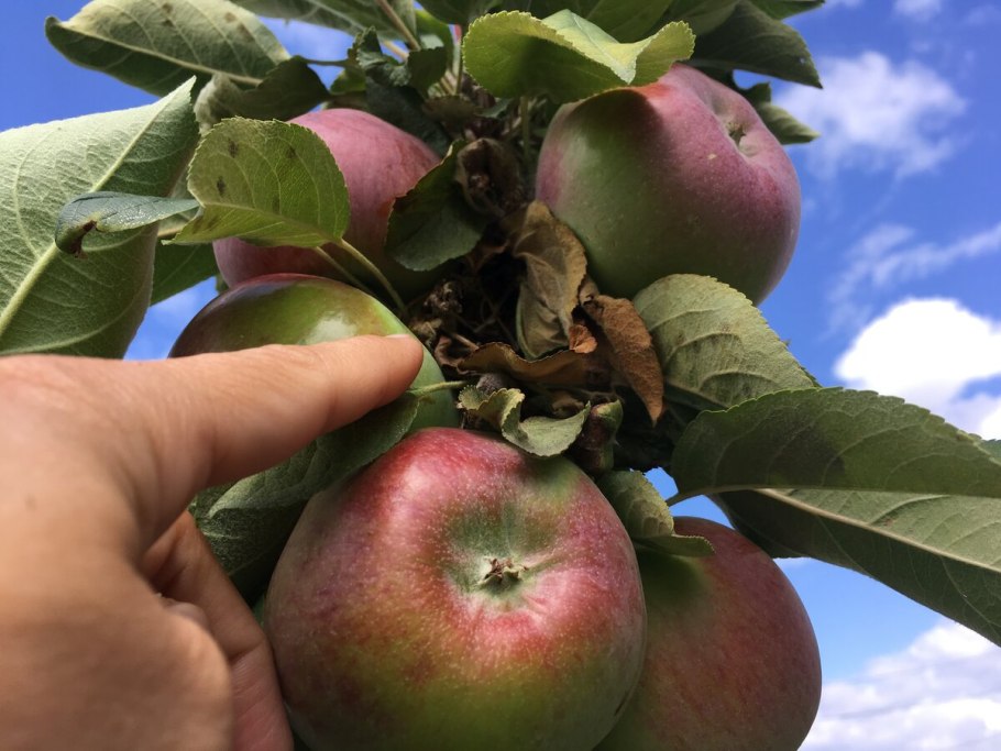 Сорт яблони коричное