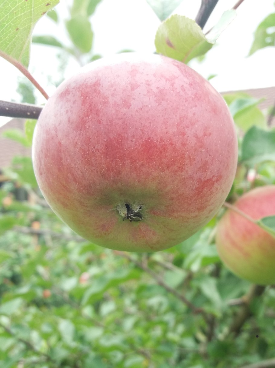 Яблоня сорт коричное полосатое