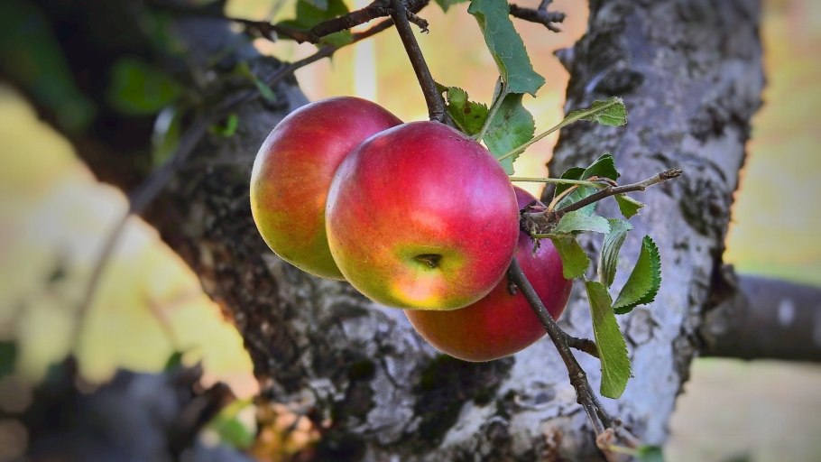 Яблоня апорт