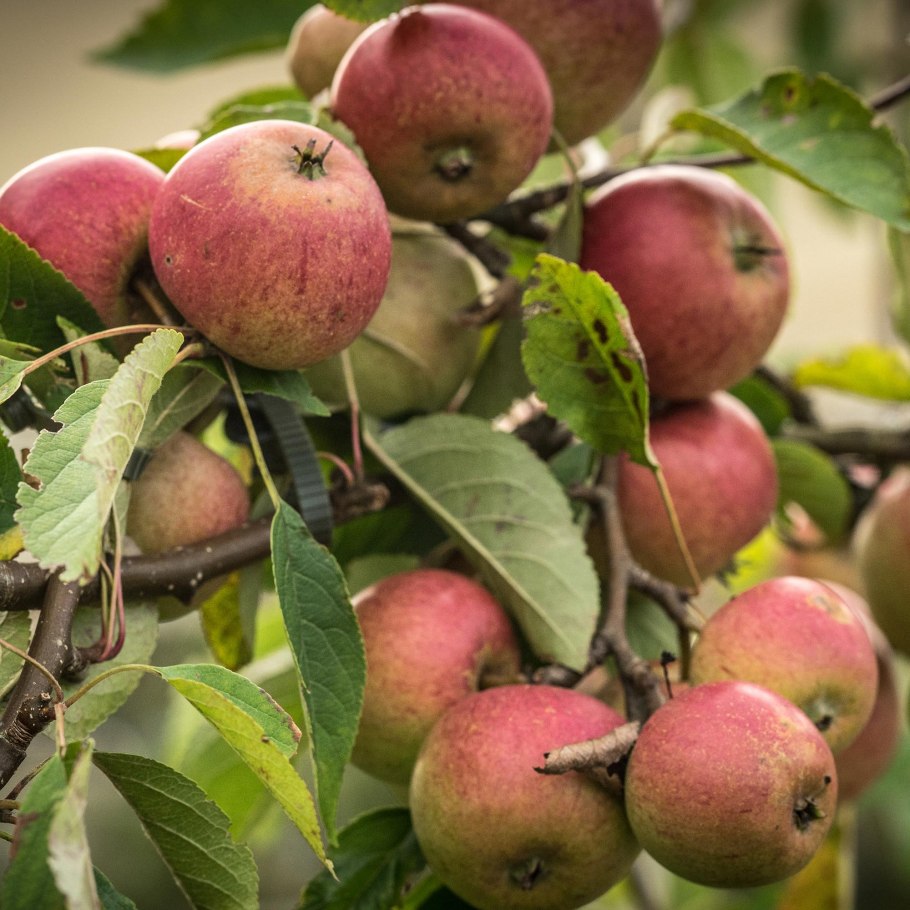 Яблоня авенариус