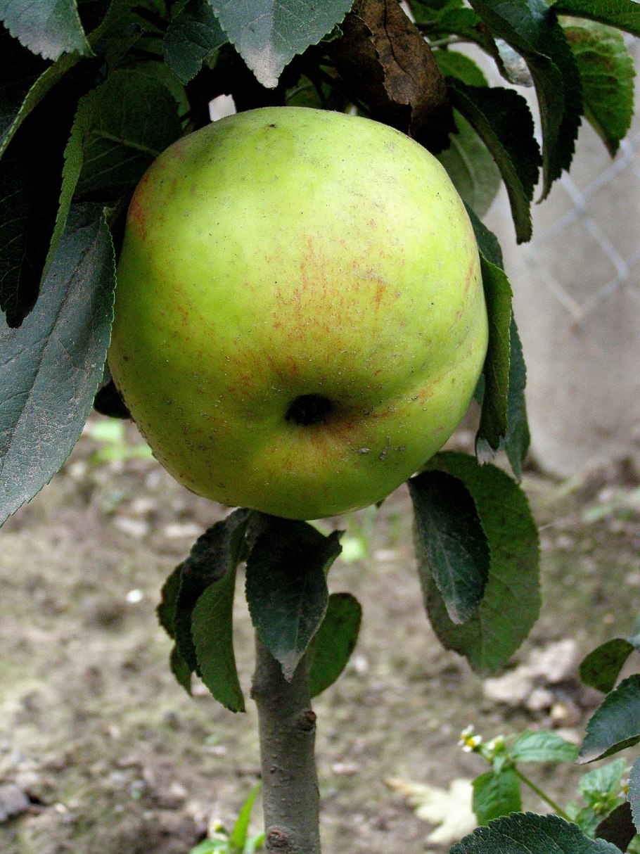 Яблоня сорт коричное полосатое