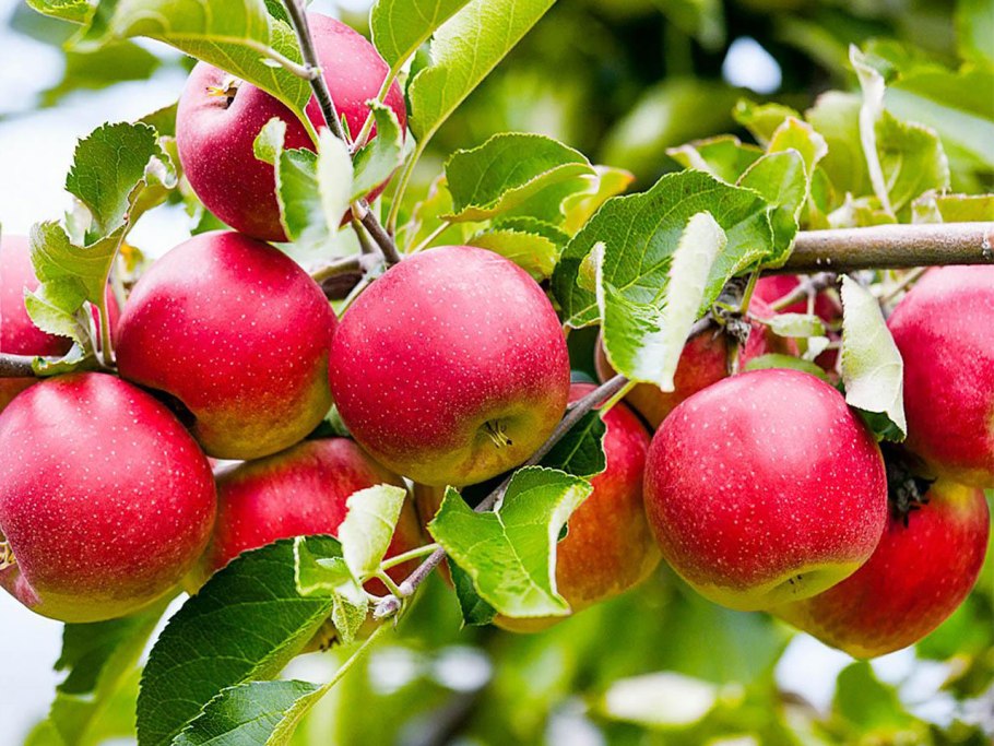 Глеоспориум яблони