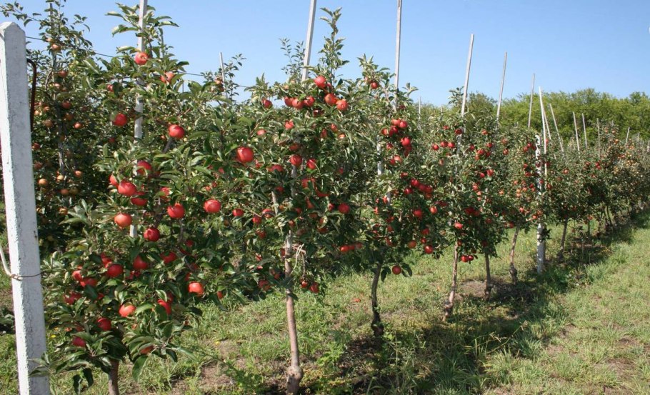 Цвети малус