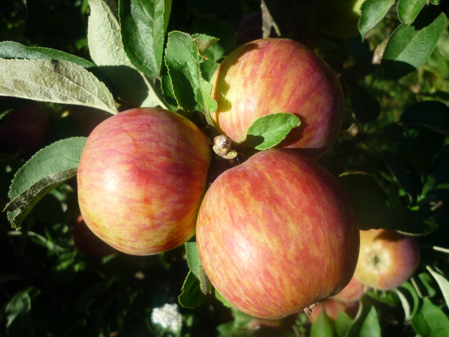 Яблоня колоновидная червонец