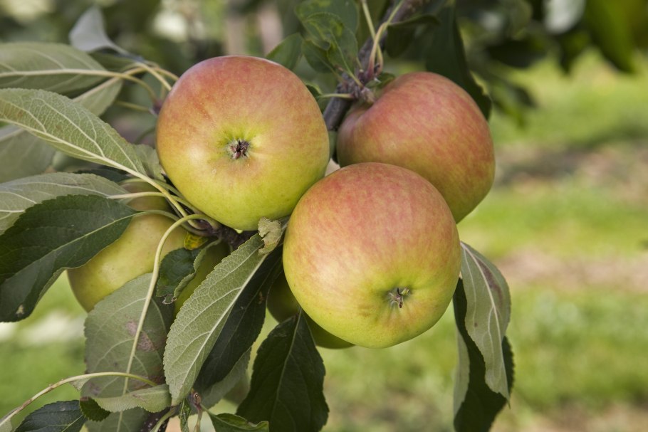 Яблоня уралец