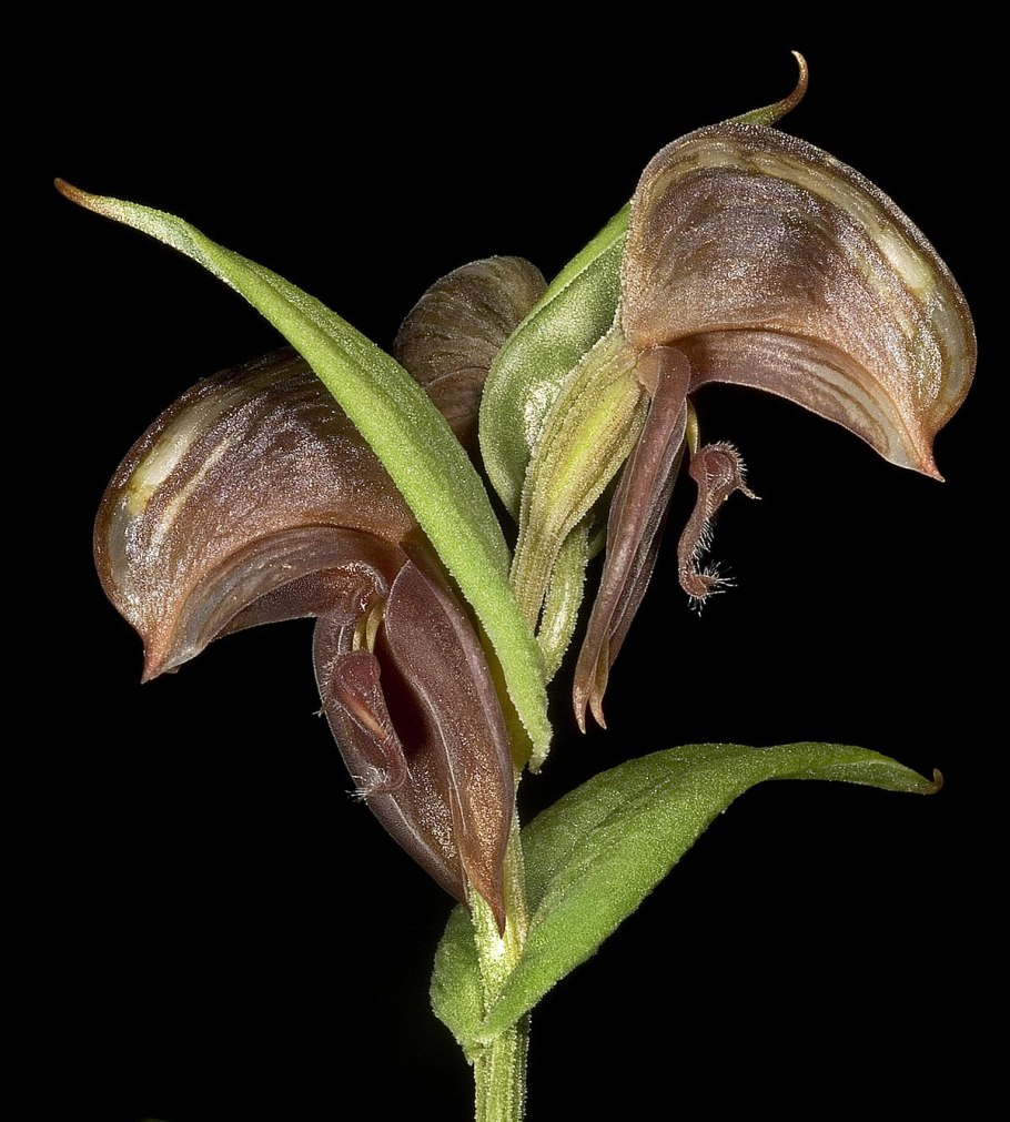Pterostylis Atriola