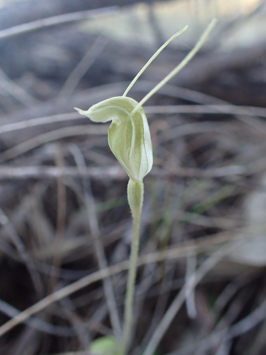 Pterostylis