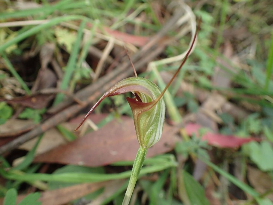 Pterostylis
