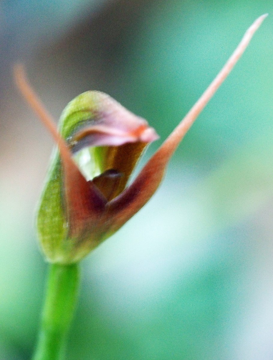 Pterostylis graminea