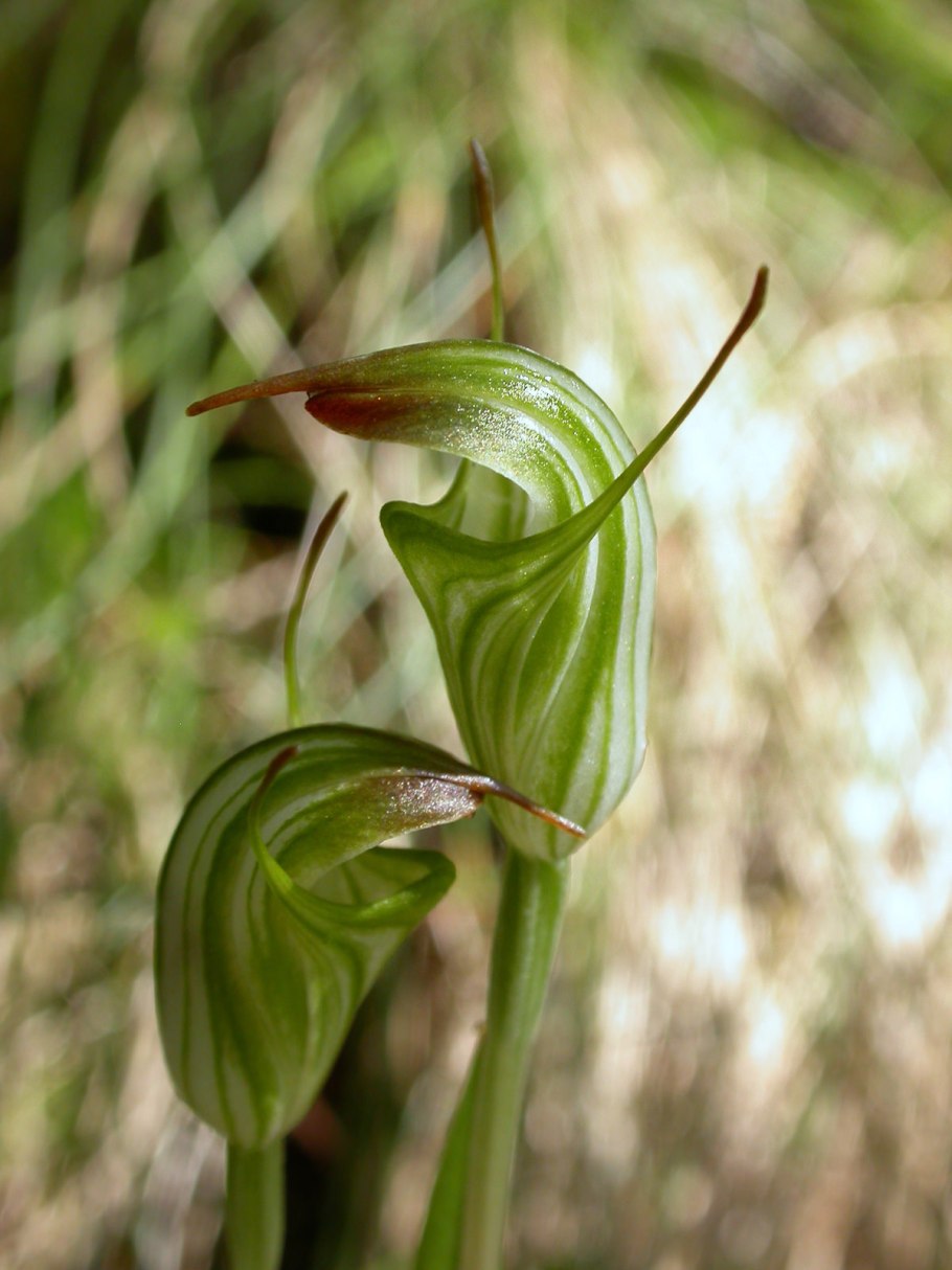Аква растения Сангвиния ушастая