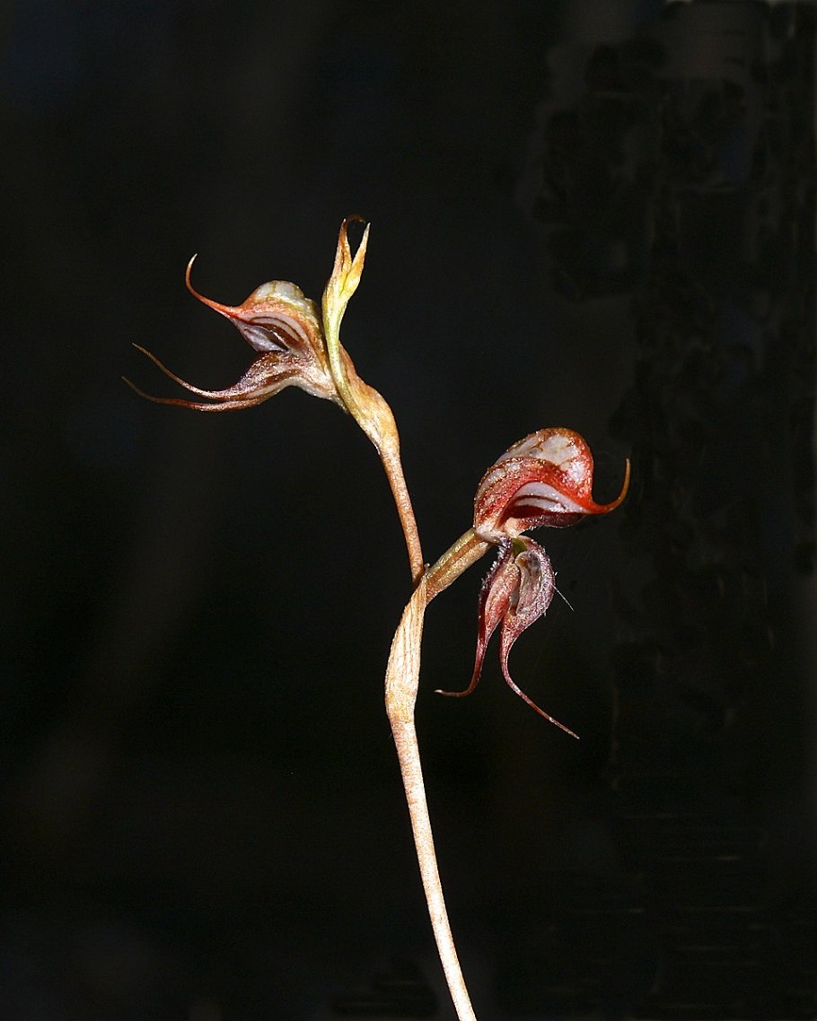 Jacquiniella pedunculata