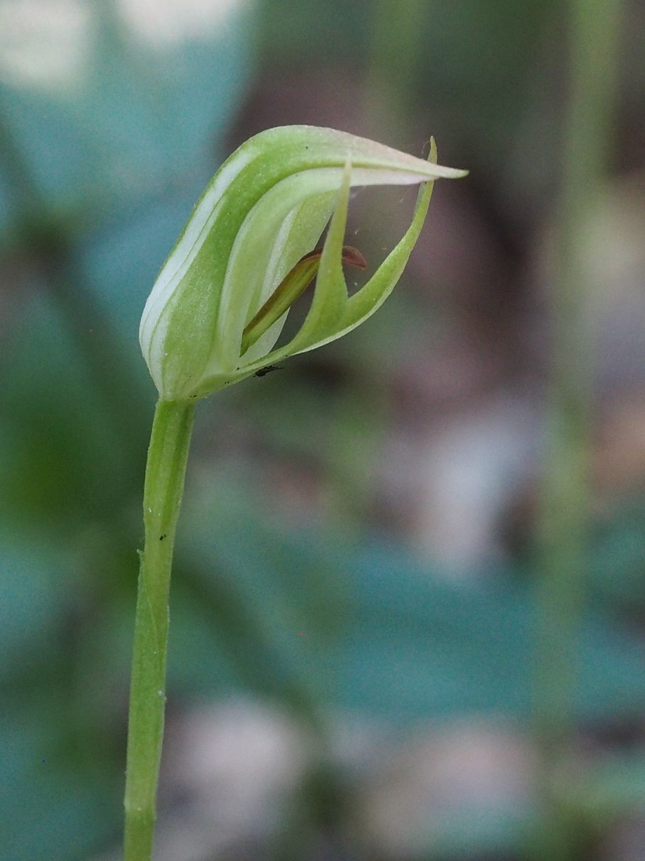 Pterostylis hildae