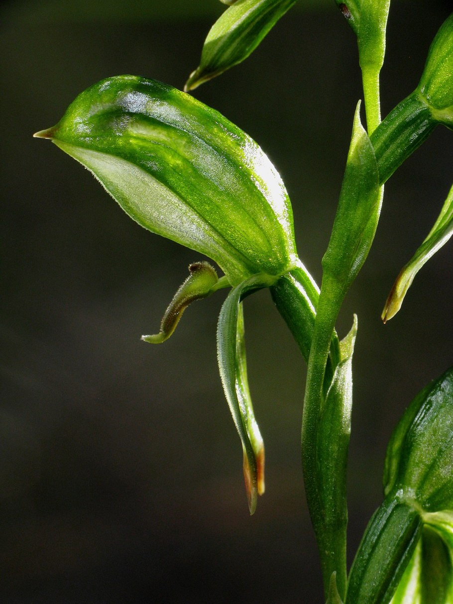 Pterostylis graminea