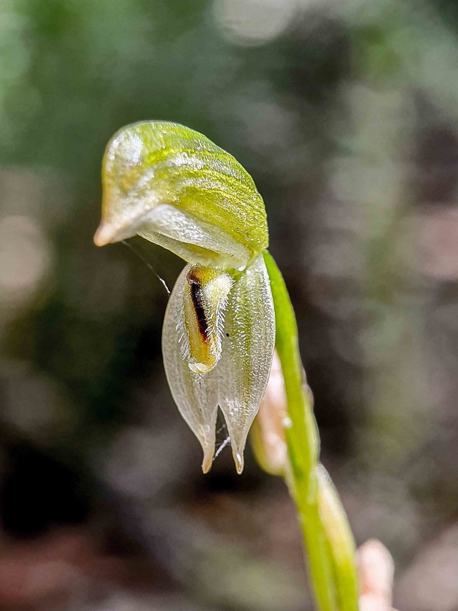 Pterostylis Atriola