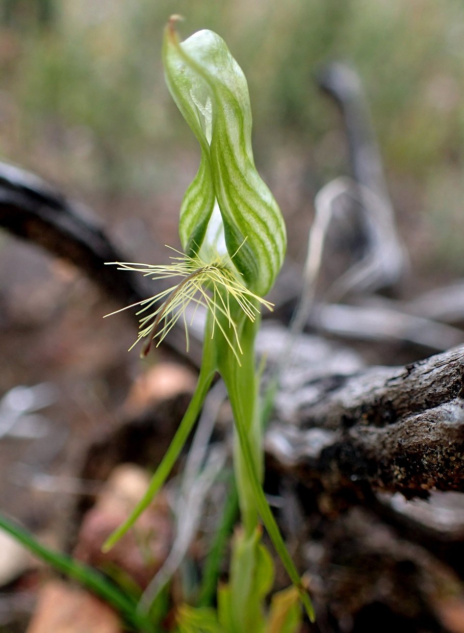 Pterostylis turfosa
