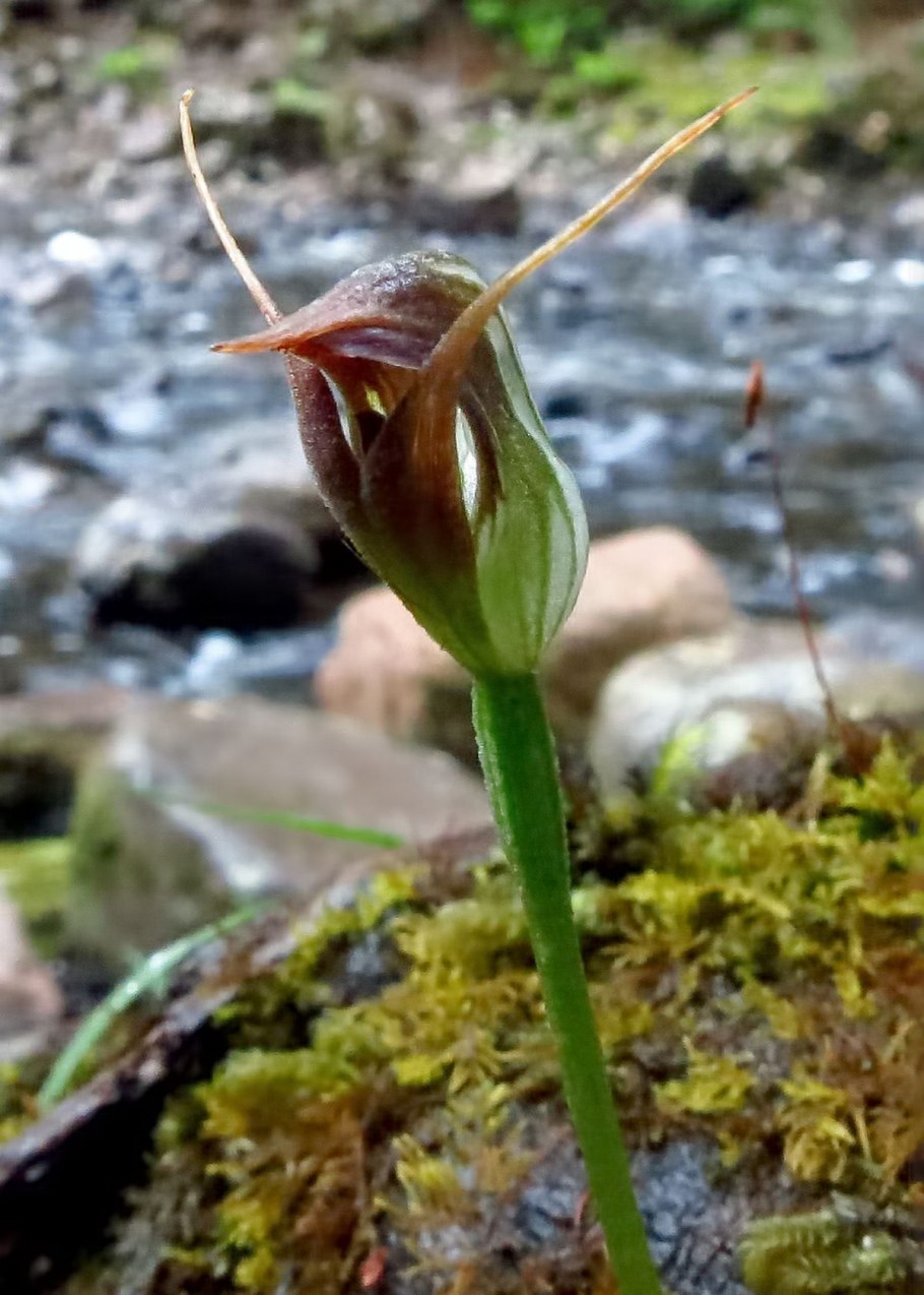 Pterostylis pedunculata