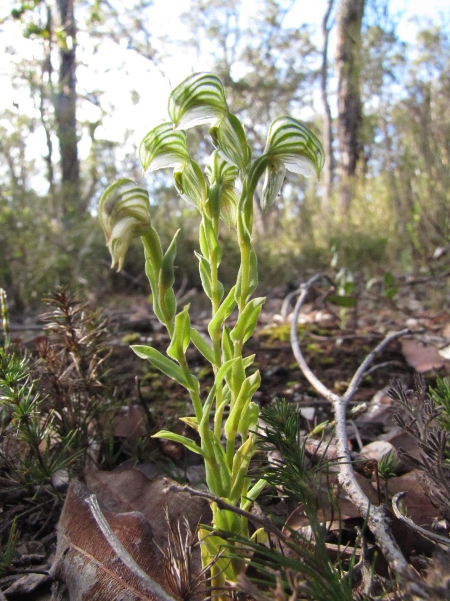 Pterostylis