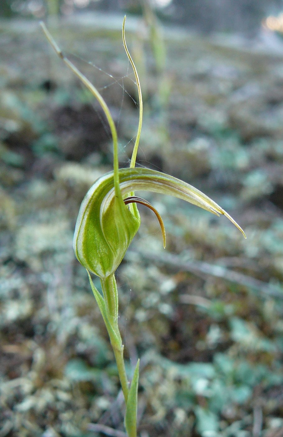 Pterostylis Atriola картинки