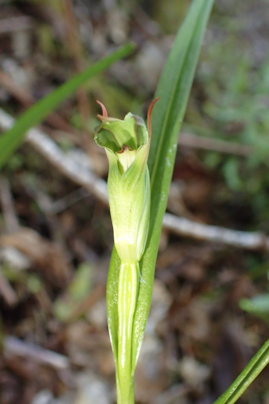 Mickwitzia monilifera систематика
