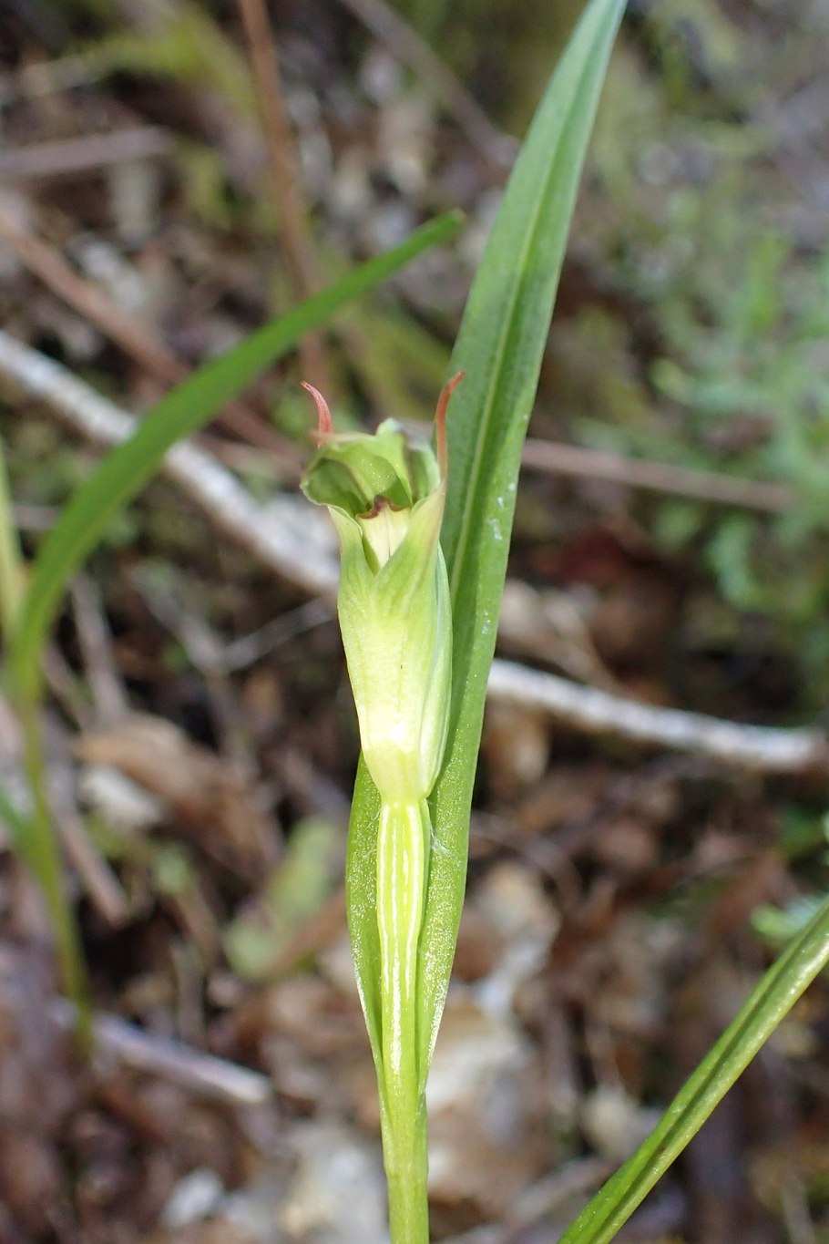 Цветок похожий на змей с зелеными чашелистиками