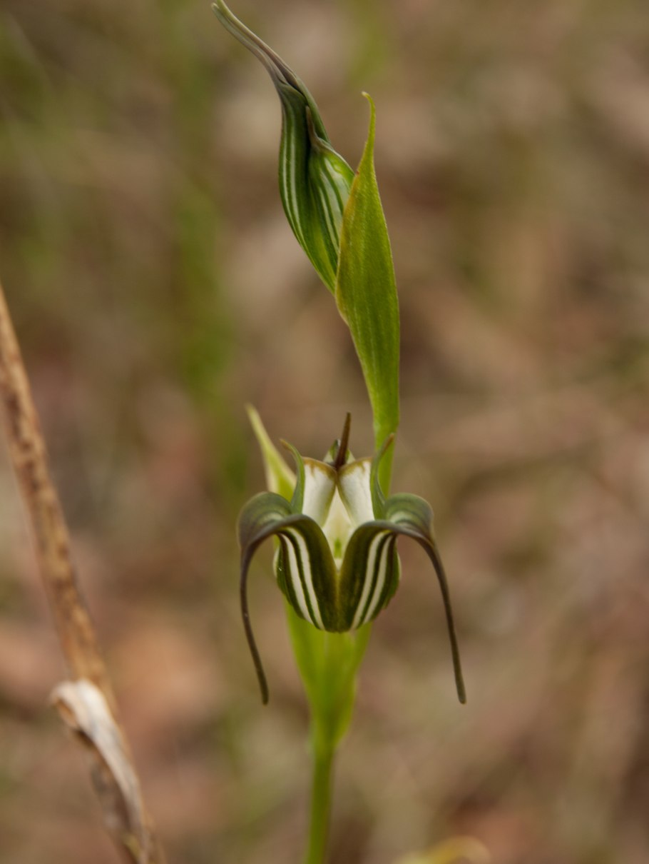 Pterostylis graminea