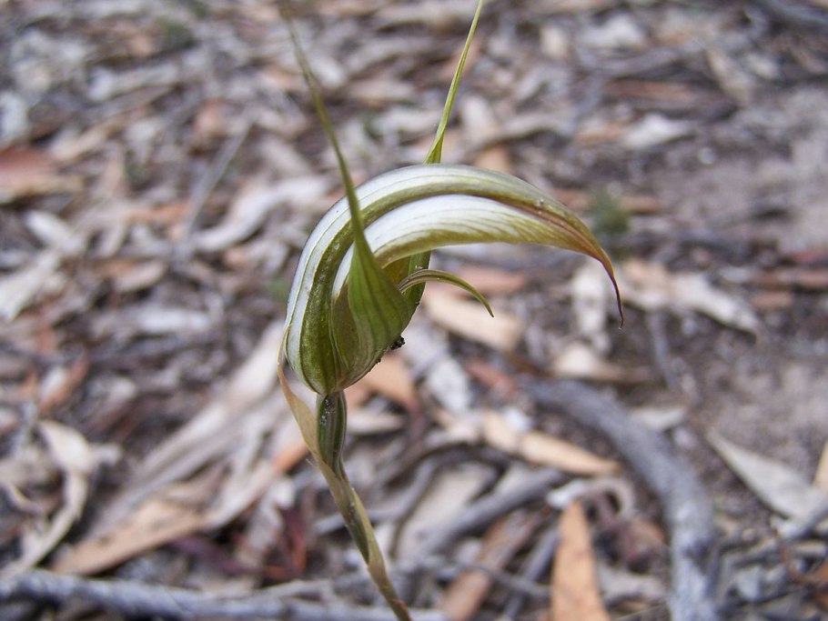 Pterostylis revoluta
