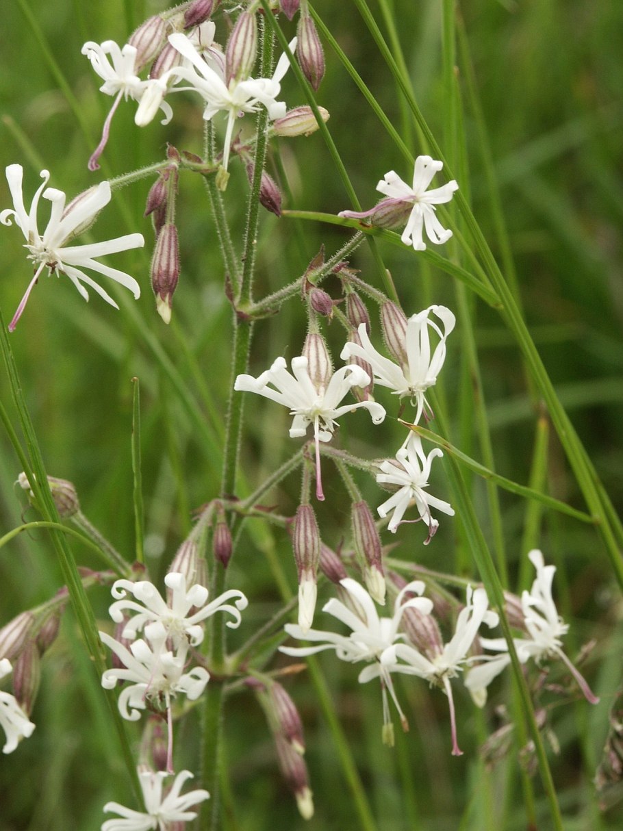 Цветок смолевки узколистной Silene stenophylla