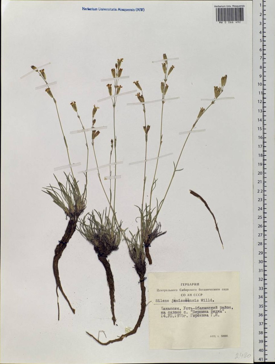 Смолевка Енисейская