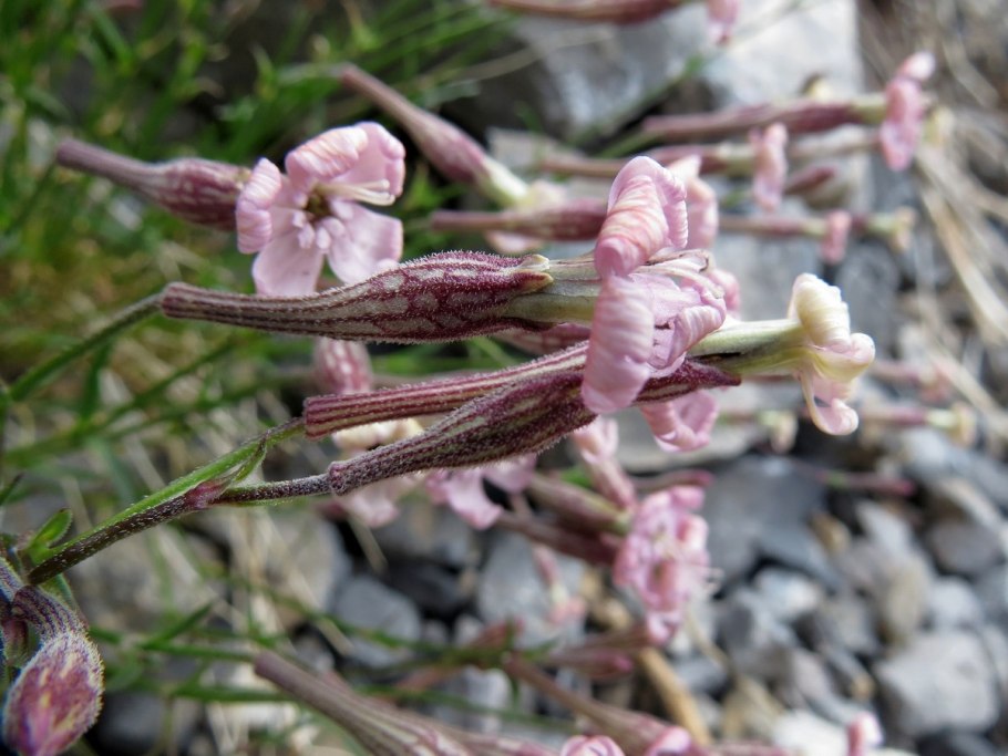 Silene viscosa