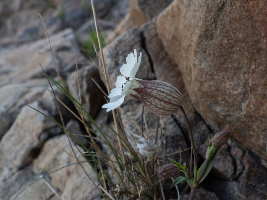 Lychnis Flos-cuculi Alba